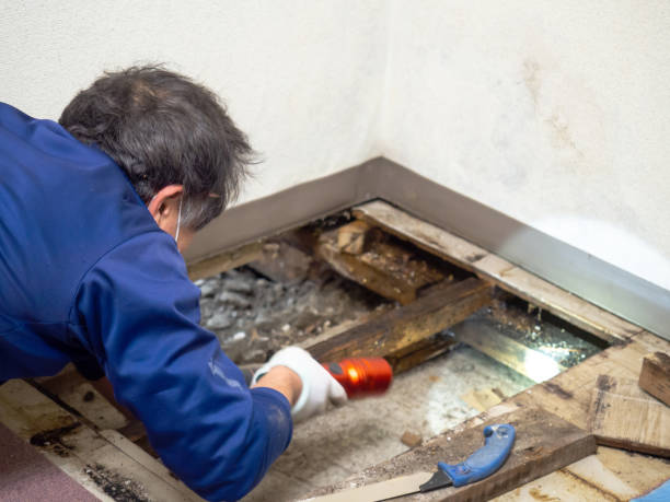 Best Professional Mold Removal  in Amelia Court House, VA