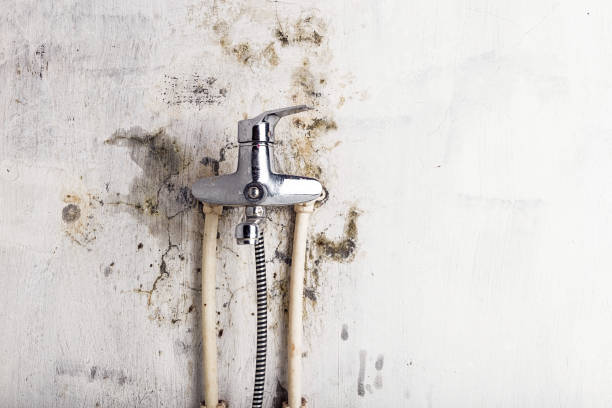 Best Mold Damage Repair  in Amelia Court House, VA