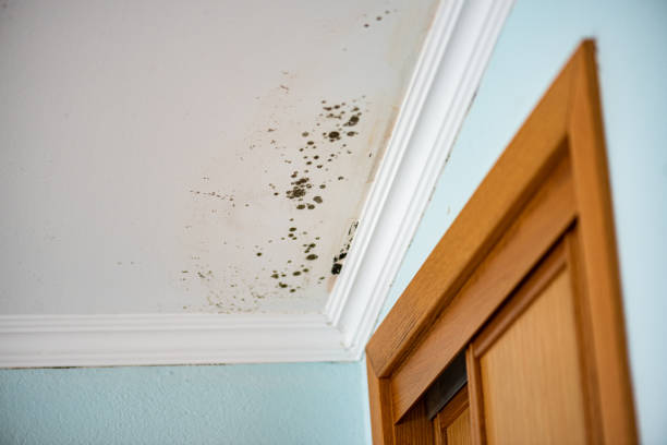 Best Black Mold Removal  in Amelia Court House, VA