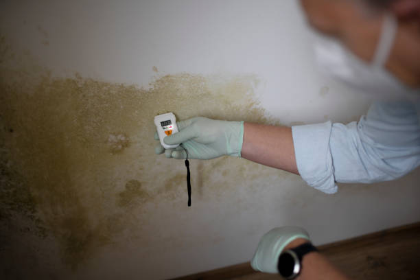 Best Residential Mold Removal  in Amelia Court House, VA
