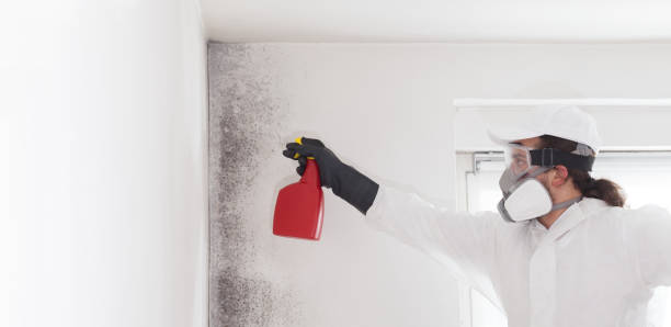 Mold Removal Process in Amelia Court House, VA