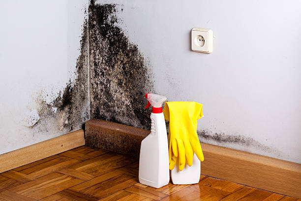 Attic Mold Removal in Amelia Court House, VA