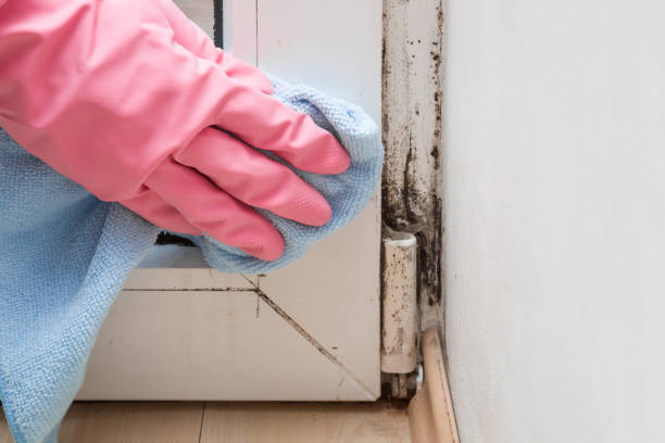 Best Office Mold Removal Services  in Amelia Court House, VA